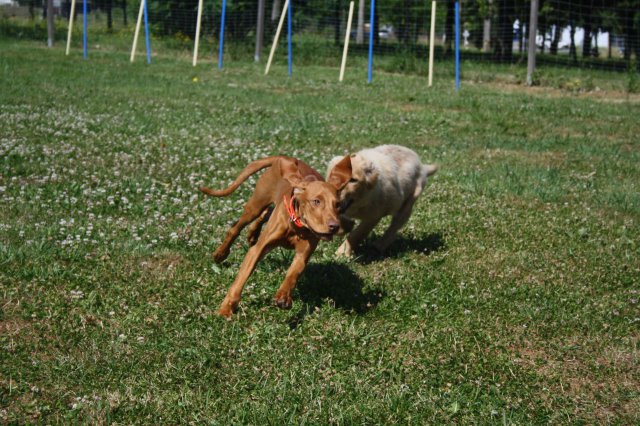 Hundeplatz