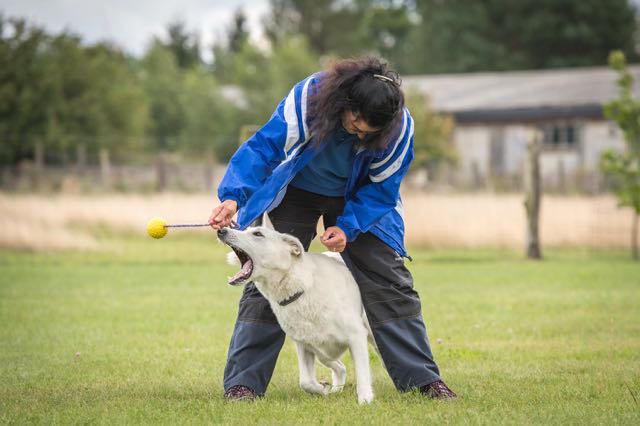 Hundesport