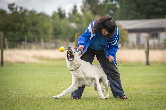 Hundesport