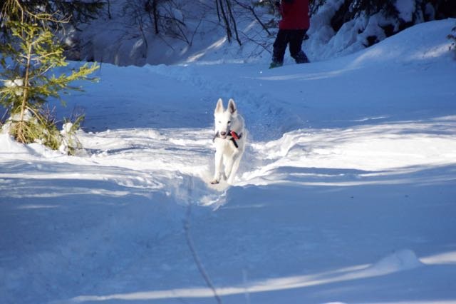 SchneeWorkshop